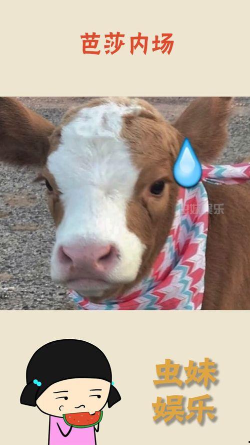 娱乐吃瓜酱的贴纸图片